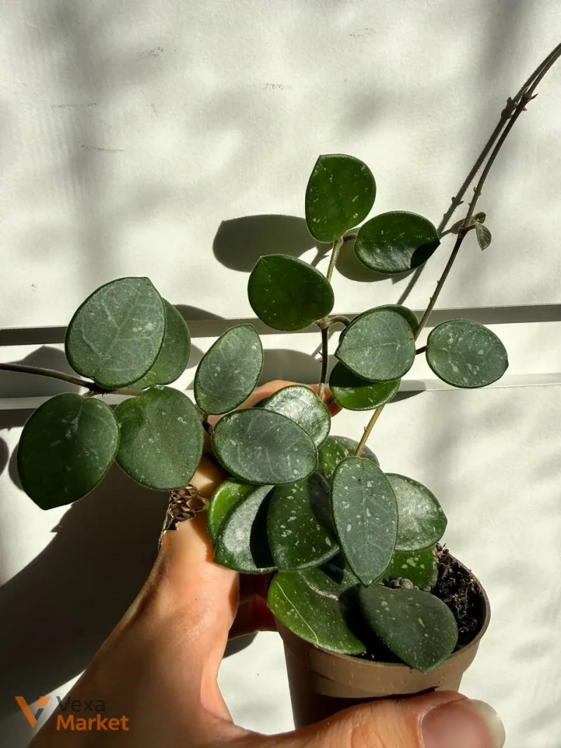 Hoya Matilda Splash — фото 2