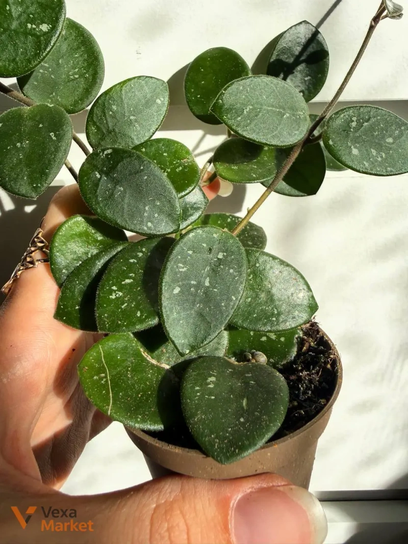 Hoya Matilda Splash — фото 3