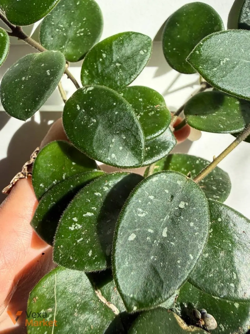 Hoya Matilda Splash — фото 4