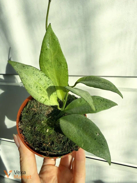 Hoya New Guinea Ghost