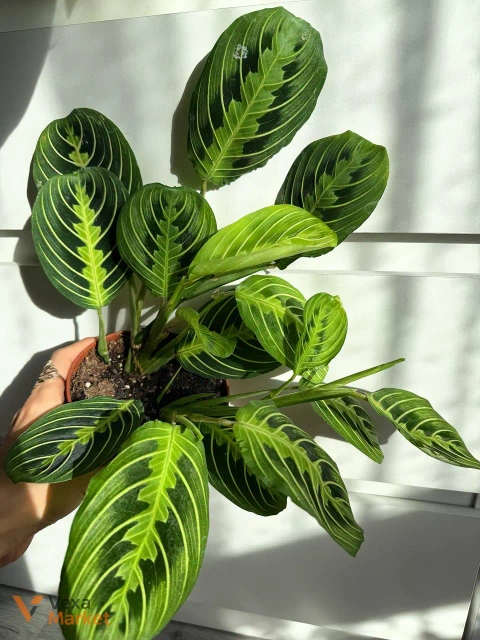 Maranta Lemon Lime в горщику 12 см