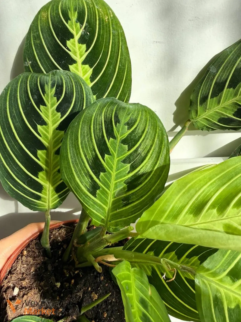 Maranta Lemon Lime в горщику 12 см — фото 2