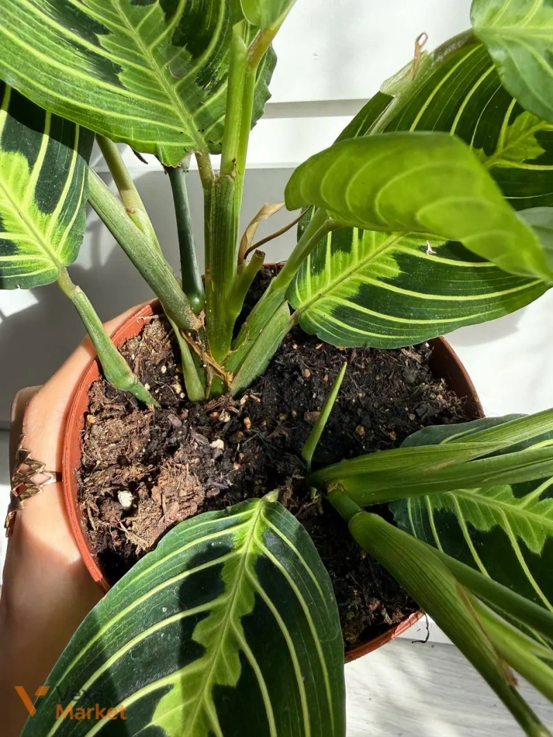 Maranta Lemon Lime в горщику 12 см — фото 3