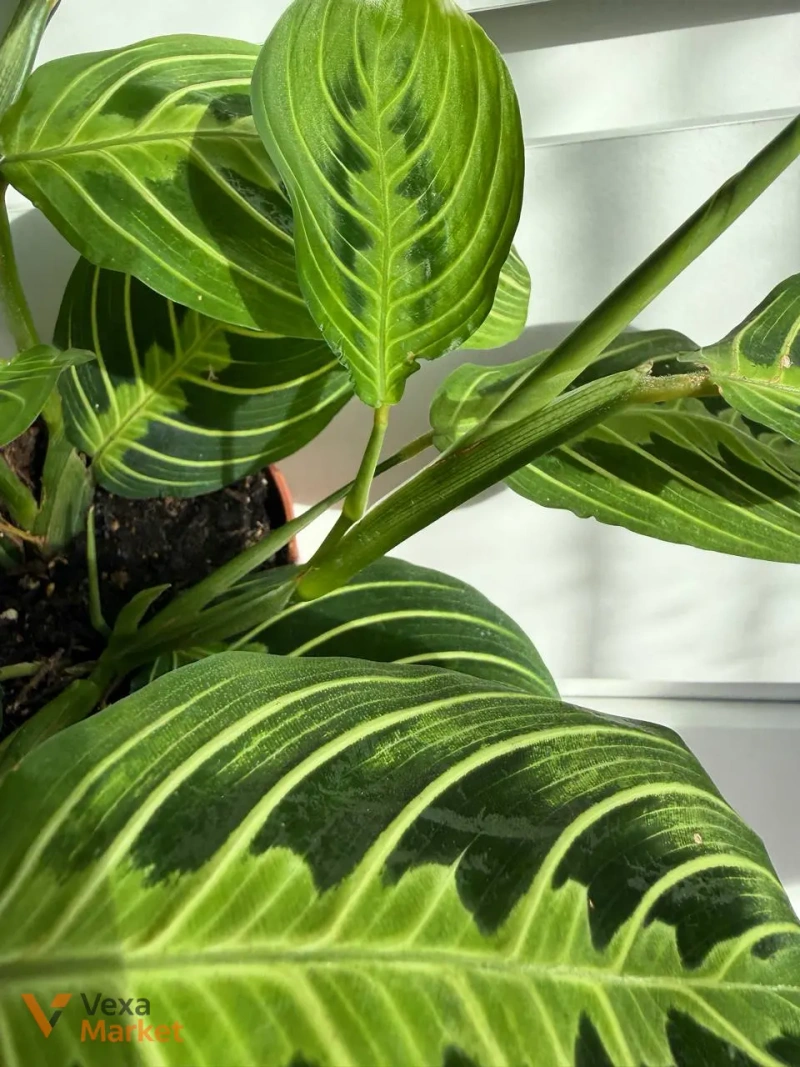 Maranta Lemon Lime в горщику 12 см — фото 4