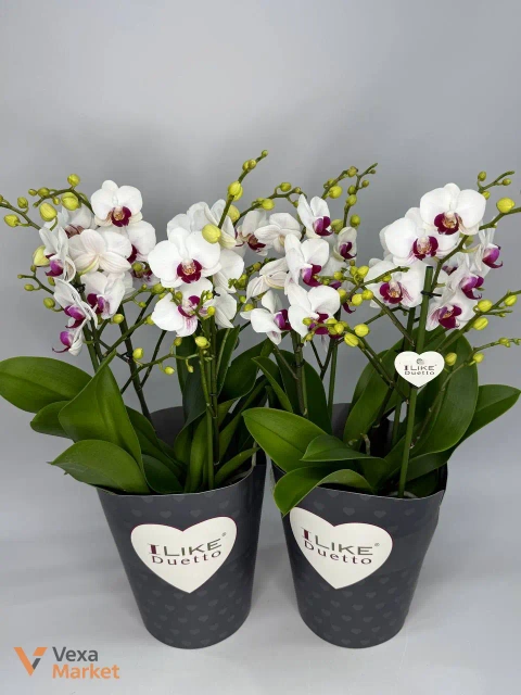 Орхідея Phalaenopsis біла в горщику