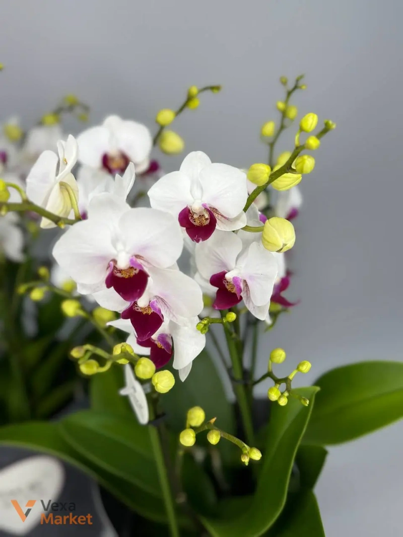 Орхідея Phalaenopsis біла в горщику — фото 2