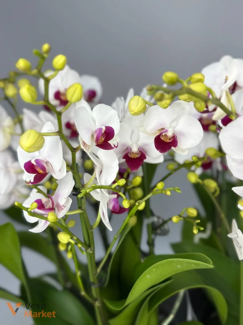 Орхідея Phalaenopsis біла в горщику — фото 3
