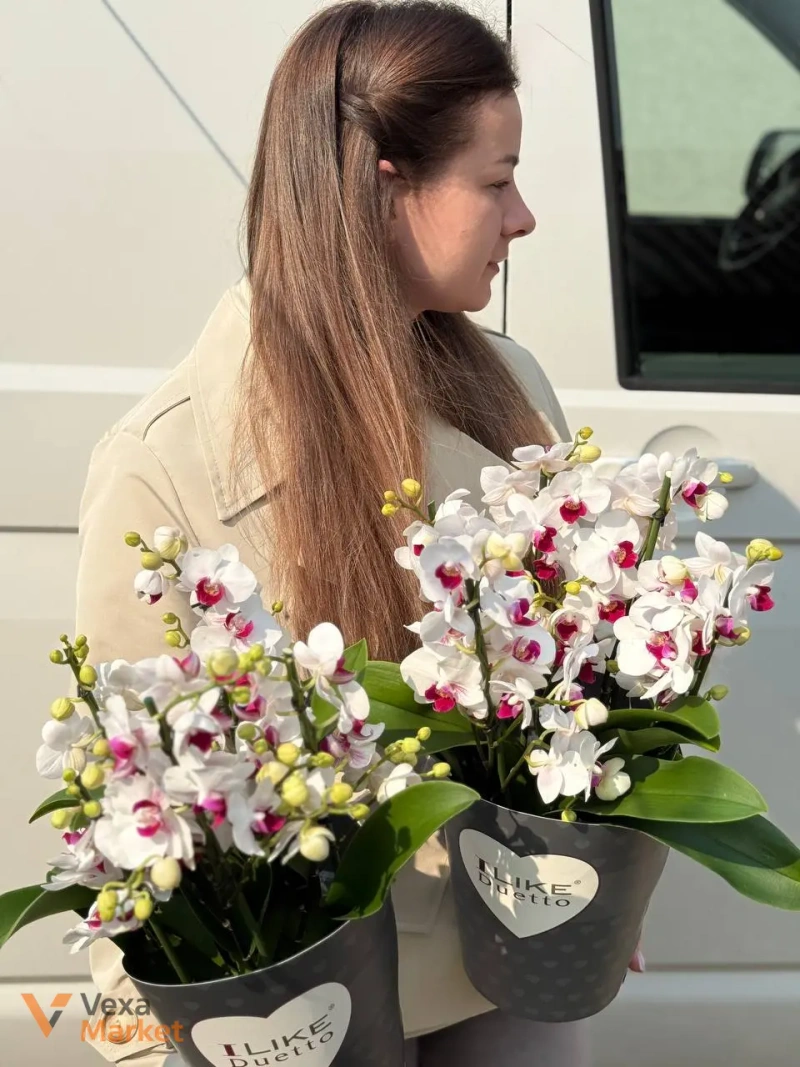 Орхідея Phalaenopsis біла в горщику — фото 4