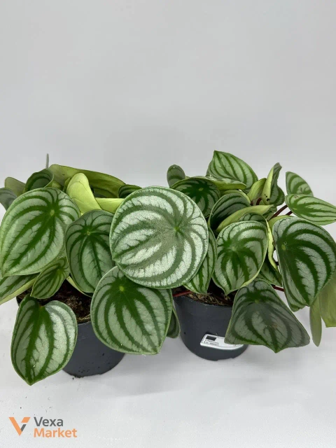 Пеперомія "Кавунчик" (Peperomia argyreia)