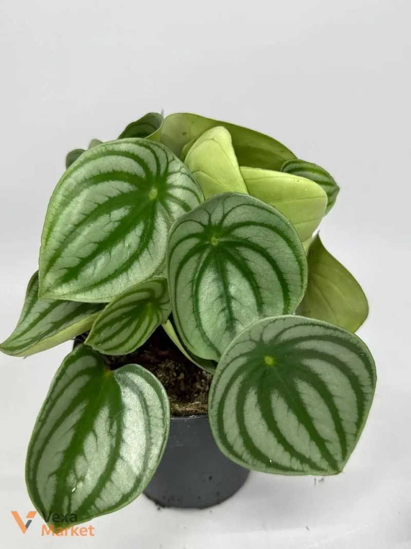 Пеперомія "Кавунчик" (Peperomia argyreia) — фото 2