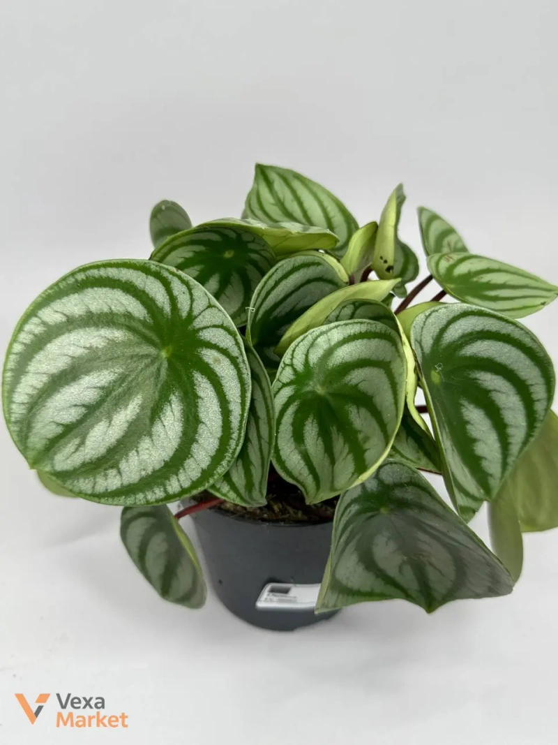 Пеперомія "Кавунчик" (Peperomia argyreia) — фото 3