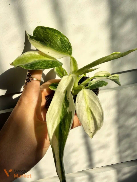 Philodendron Jose Bueno з дітками