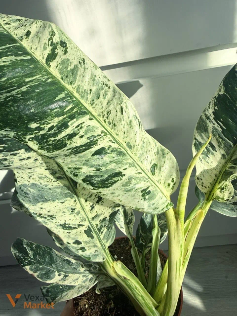 Rhaphidophora puberula Variegated