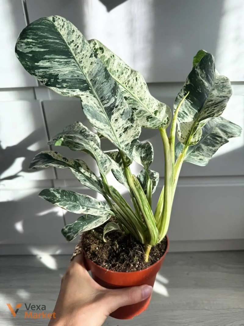 Rhaphidophora puberula Variegated — фото 2