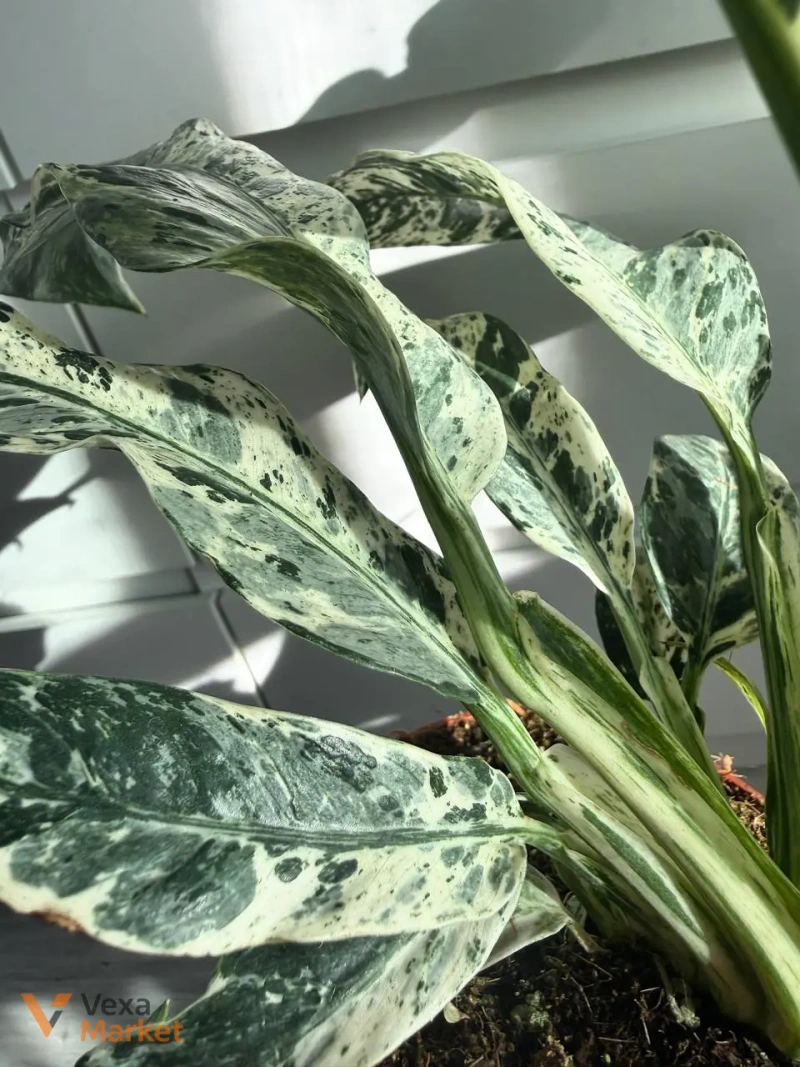 Rhaphidophora puberula Variegated — фото 3