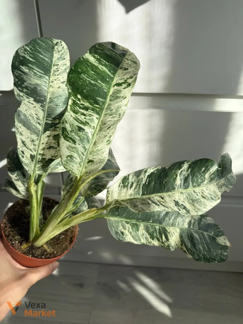 Rhaphidophora puberula Variegated — фото 4