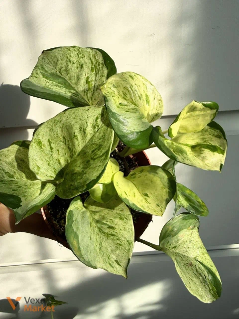 Scindapsus Happy Leaf