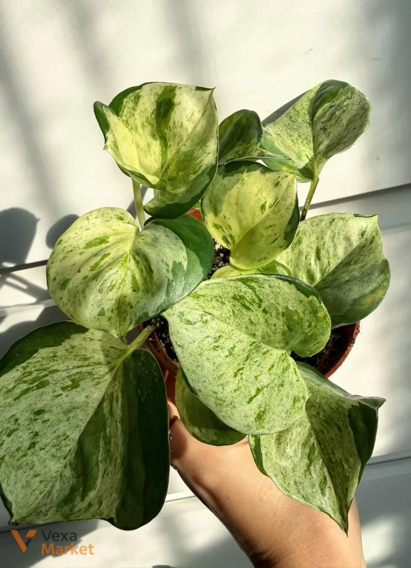 Scindapsus Happy Leaf — фото 3