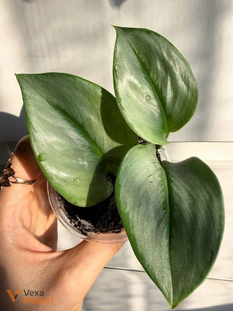 Scindapsus Moonlight