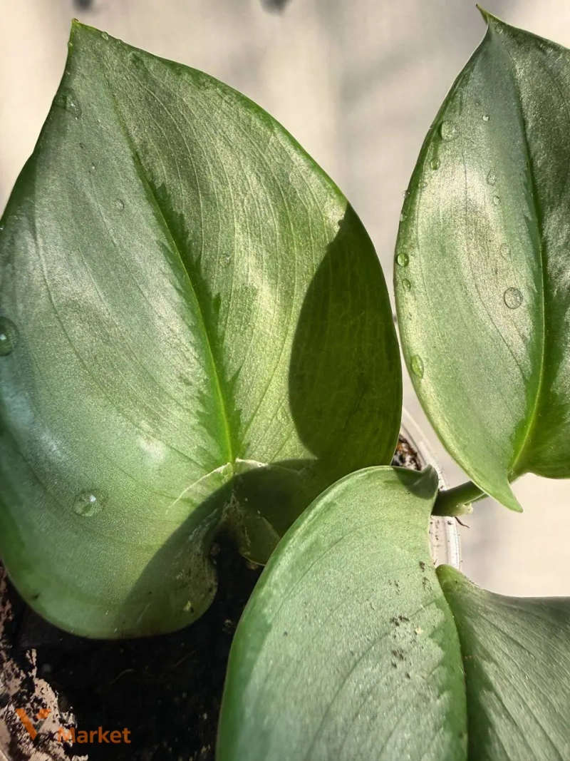 Scindapsus Moonlight — фото 4