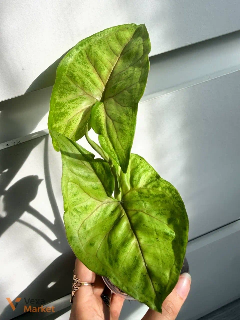 Сингоніум Golden Allusion