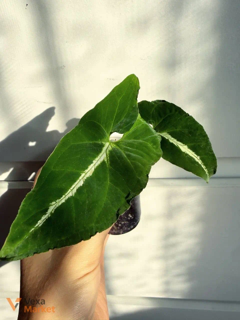 Сингониум Вендланда (Syngonium Wendlandii)