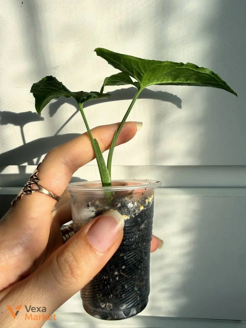 Сингониум Вендланда (Syngonium Wendlandii) — фото 2