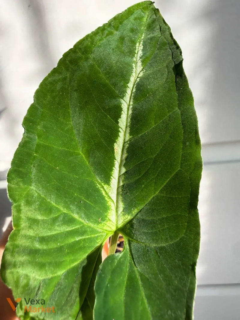 Сингониум Вендланда (Syngonium Wendlandii) — фото 4