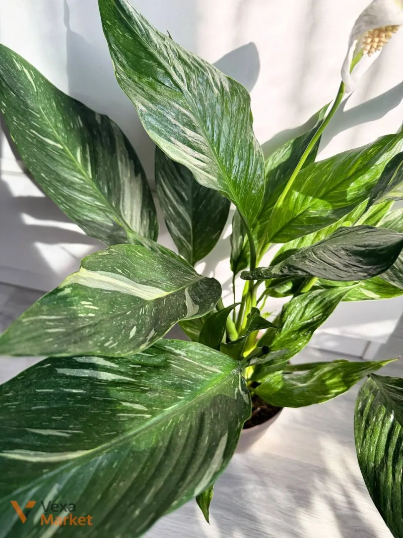 Spathiphyllum Diamond Variegated — фото 2