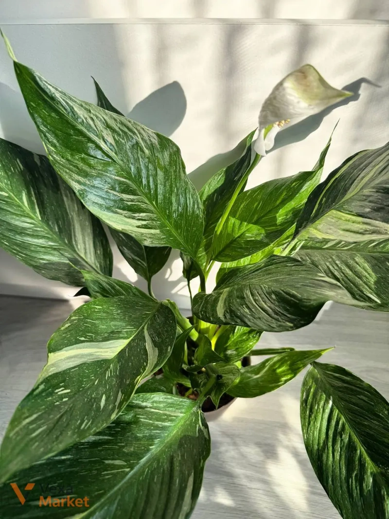 Spathiphyllum Diamond Variegated — фото 3