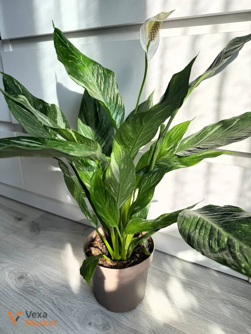 Spathiphyllum Diamond Variegated — фото 4