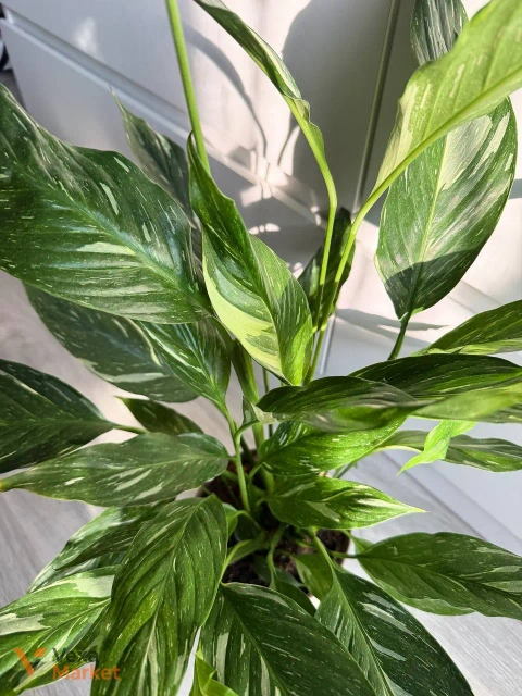 Spathiphyllum Diamond Variegated в горшке 14