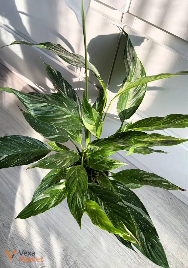 Spathiphyllum Diamond Variegated в горшке 14 — фото 2