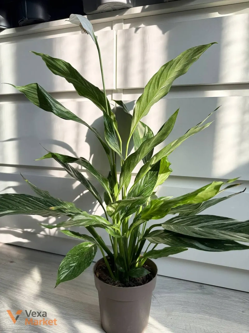 Spathiphyllum Diamond Variegated в горшке 14 — фото 3
