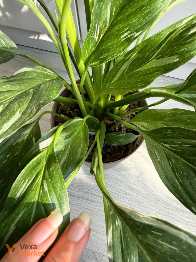 Spathiphyllum Diamond Variegated в горшке 14 — фото 4