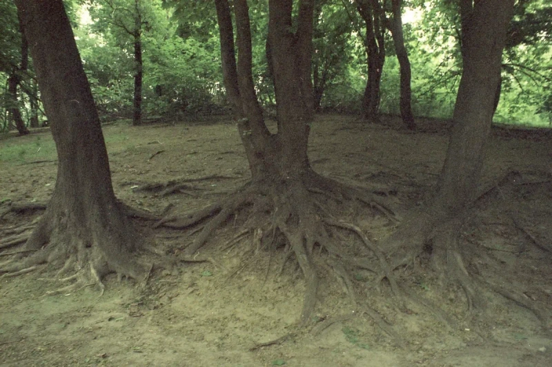 Асортимент Kodak Vision, Kodak Eastman фотоплівка — фото 7