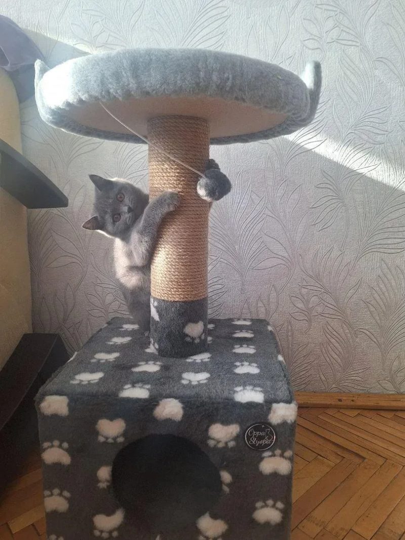 Будиночок кігтєточка  для котика, дря — фото 3