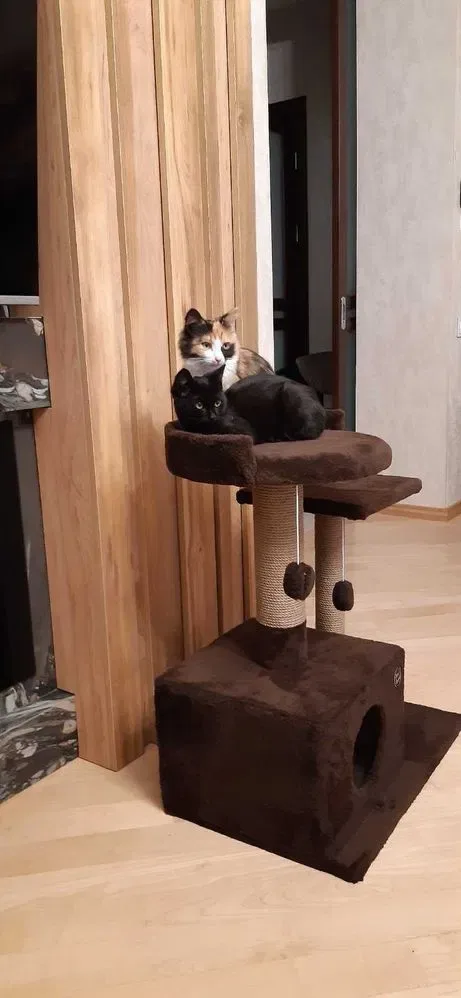 Домики лежанка когтеточка для кота кошк — фото 5