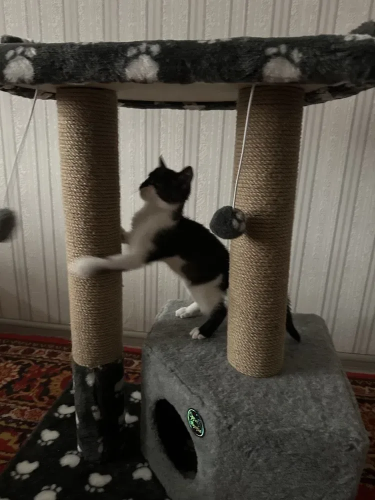 Домики лежанка когтеточка для кота кошк — фото 7