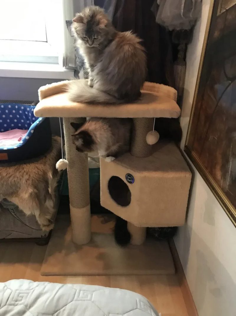 Домики лежанка когтеточка для кота кошк — фото 8
