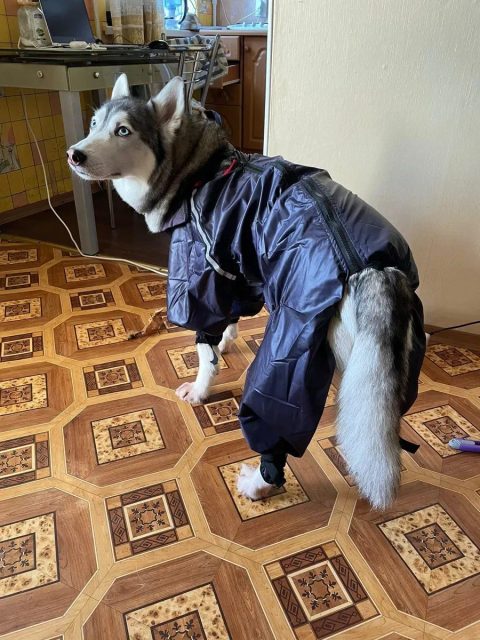 Дощовик для собак одяг