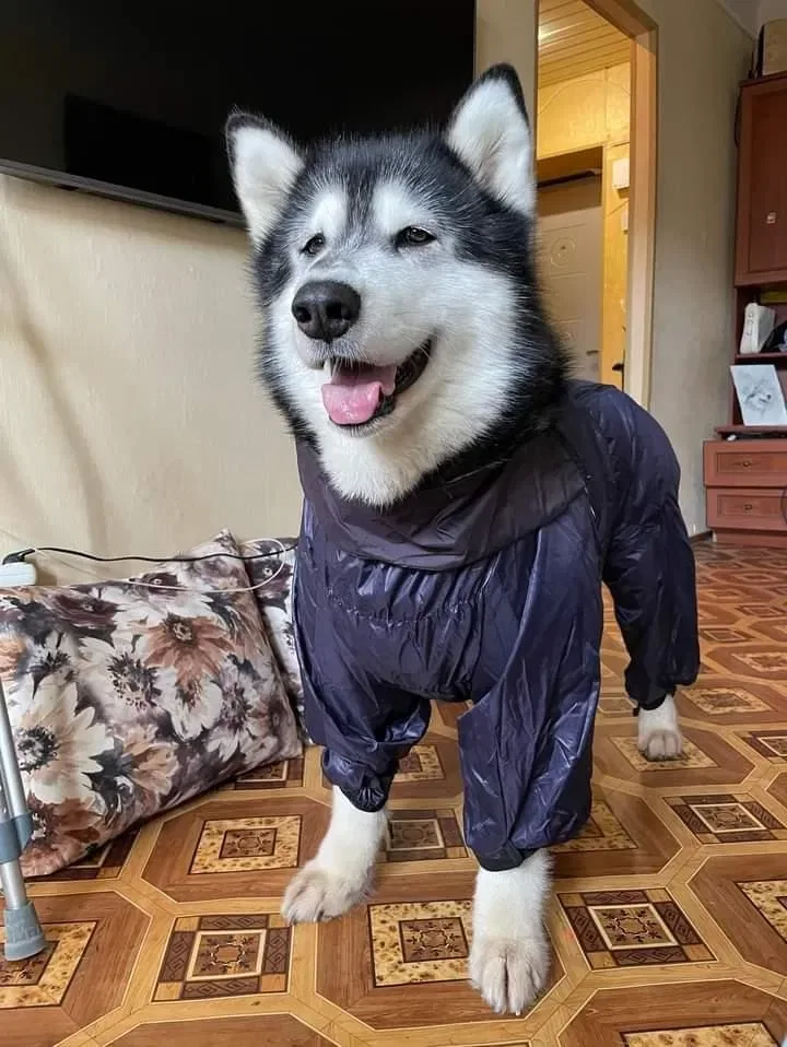 Дощовик для собак одяг — фото 3