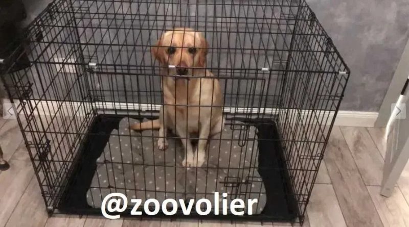 Клітка Польша для собаки, переноска для собаки, манеж для цуценя вольєр для собаки, клетка для собак, клетка для собаки, манеж для собак — фото 3