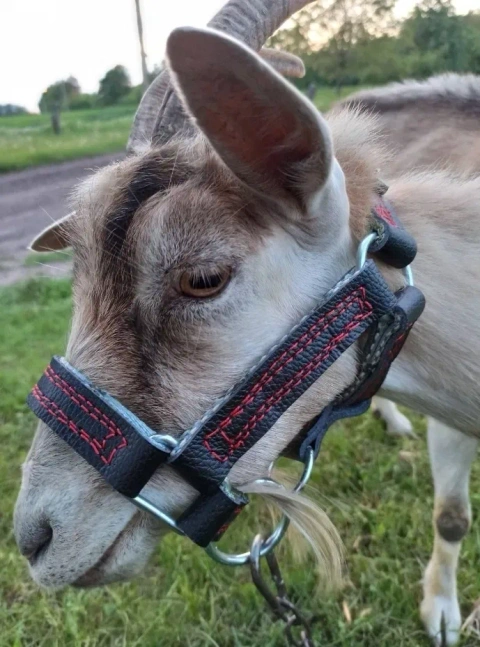 Недоуздок на ,быка,коня