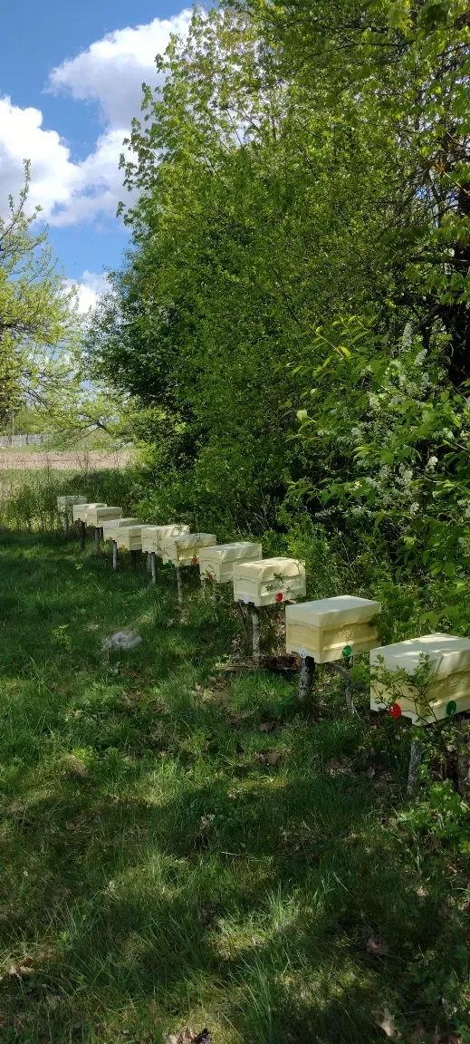 Нуклеус ппу на 4 маткоміста — фото 4