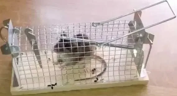 Пастка для мишей та щурів, Ловушка для мышей и крыс — фото 3