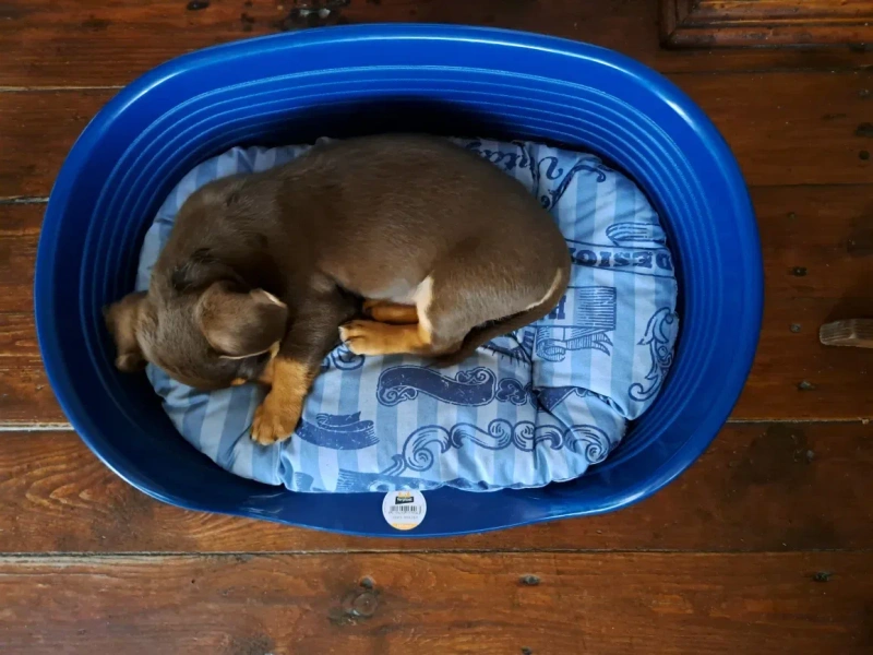 Пластиковий лежак для собак Siesta Deluxe Fеrplast, Сіеста Делюкс 2,4, — фото 3