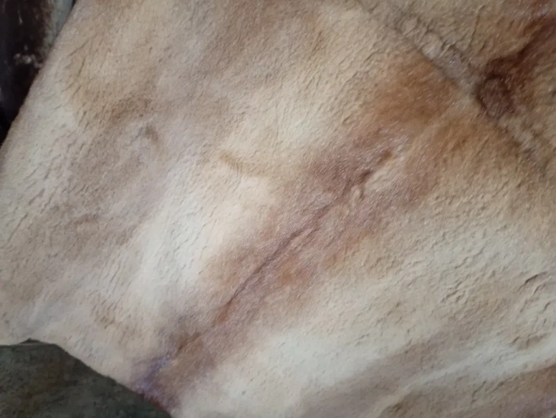 Saga furs.   Дл 105см. Норковая шуба с соболем. Натуральная шуба — фото 5