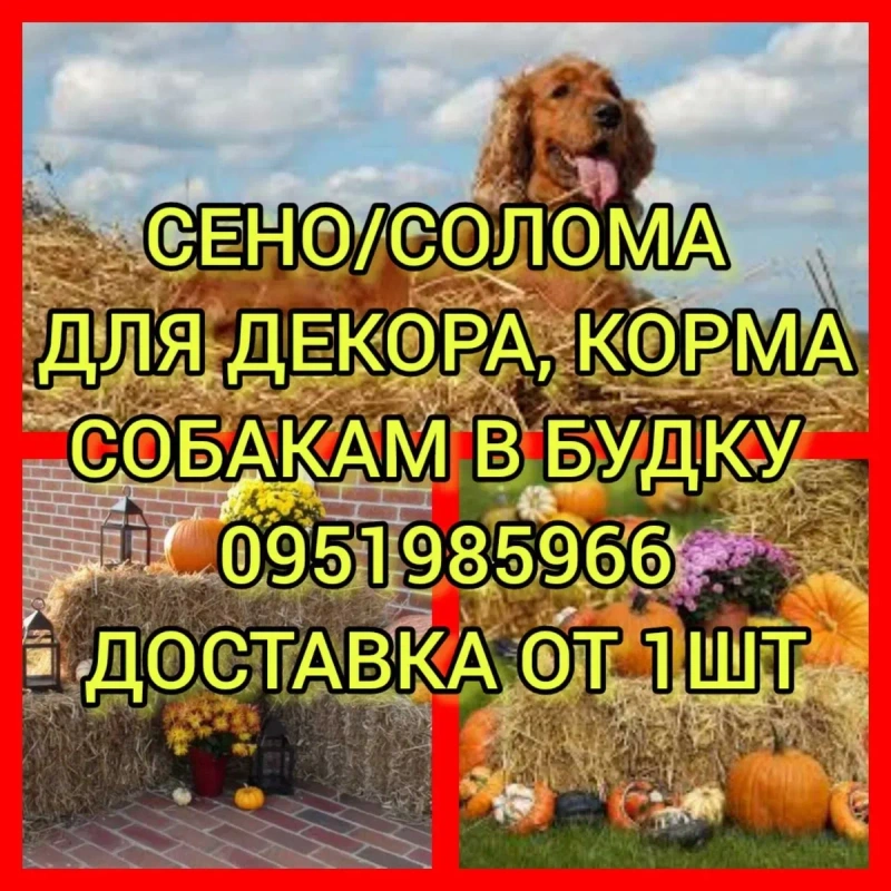 ‼️СЕНО  ДЛЯ ДЕКОРА ДЕКОР для корма, подстилки в тюках мешках дикорастущее сіно с доставкой‼️ — фото 3