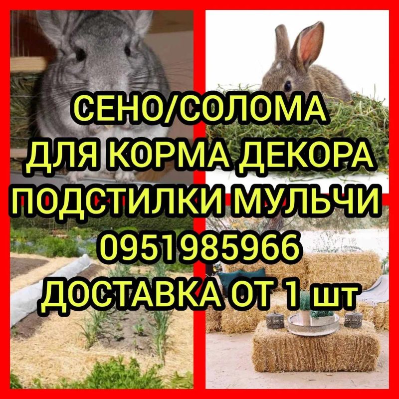 ‼️Сено  ДОСТАВКА от 1 шт сіно в тюках мешках (фацелии и др). Для КРС, лошадей, коз, овец‼️ — фото 2